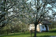 Borona-Tanosvenyen-tavasszal-kep_014