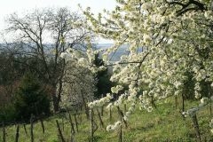 Borona-Tanosvenyen-tavasszal-kep_016