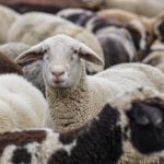 Kiskérődzők korlátozás - MEGSZÜNTETÉS